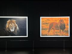 -罗红摄影艺术馆