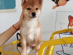 -柴犬高等学院·狗咖·柴犬售卖·宠物训练
