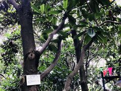 -瀛洲公园