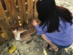 -鹿境梅花鹿生态园区