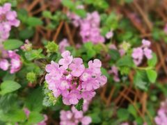 -天适樱花悠乐园