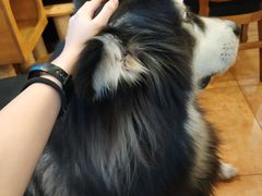 -more than meow吴止猫主题餐厅(承德 中船汇店)