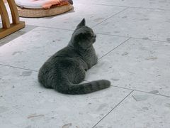 -飞行喵MR PILOT|猫舍·猫咖(静安大融城店)