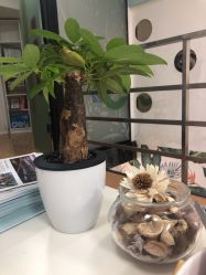 -babiline芭比莱恩半永久纹眉纹唇发际线