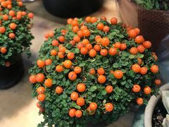-双季花艺园艺市场(浦东店)
