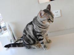 -怪兽屋·羊驼·猫咖·狗咖(俊华广场店)