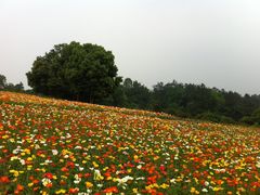 IMG_2006-保利石象湖景区