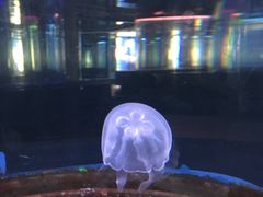 -绍兴梦享海洋公园