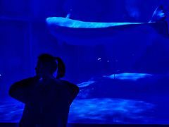 -上海海昌海洋公园-冰山北极馆