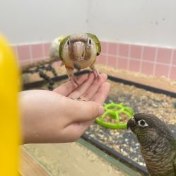 -Moni星球萌宠·小马宝莉·灵蛇·高端高阶全萌宠互动体验俱乐部(红豆国际广场店)