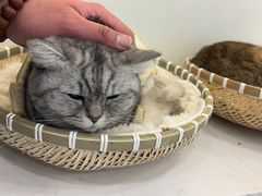 -共舞时光猫咖·狗咖(新街口店)