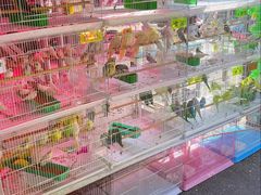 -哈尔滨道外花鸟鱼市场