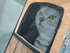 -瑞派动物医院·绝育·犬猫全科·预防医学(光景江南中店)