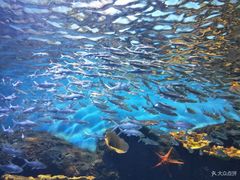 -华夏文旅海洋公园