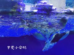 -华夏文旅海洋公园