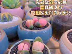 -双季花艺园艺市场(浦东店)