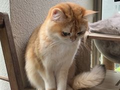 -福客·现熬鸡汤麻辣烫(天安云谷店)