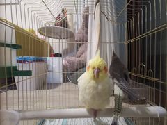 -瑞派·关忠动物医院·异宠专科·犬猫肿瘤·皮肤专科(望京店)