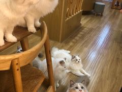 -滚猫咖啡·猫咖·猫友好撸猫(未来城店)