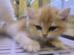 -青石桥花鸟鱼虫市场(叠翠城店)