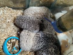 -青石桥花鸟鱼虫市场(叠翠城店)