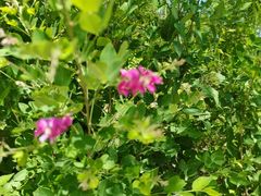 -北京西山国家森林公园