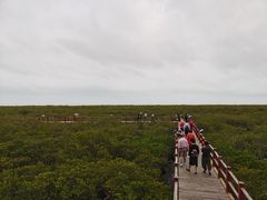 -北海金海湾红树林生态旅游区