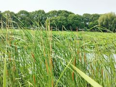 -荷塘月色湿地公园·向阳花洲