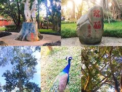 -瑞丽独树成林风景区