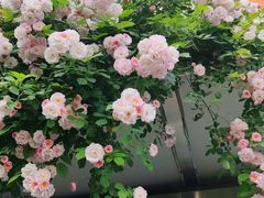 -北京大学燕东园