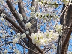 -桃花堤公园