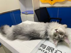 -宠福鑫动物医院(立水桥分院)