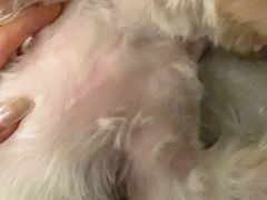 -钦宠·猫咪售卖·洗护·寄养(东圃旗舰店)