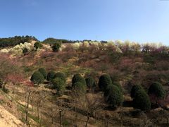 -新建村梅花