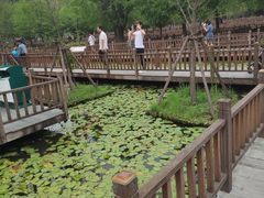 -五缘湾湿地公园