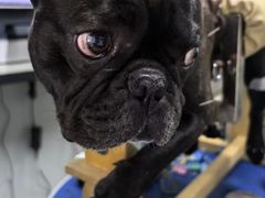 -西安京西宠物医院·瘫痪·疑难杂症