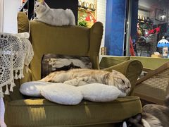 -花与咖啡馆(金星楼店)