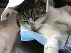 -爱侣宠医·鹦鹉专科·小型哺乳类·异宠专科(灵石路店)