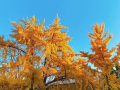 -日本风情街