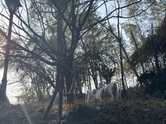 -四明湖