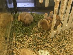 -宠物世家(仲盛世界商城店)