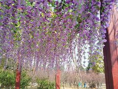 -天适樱花悠乐园