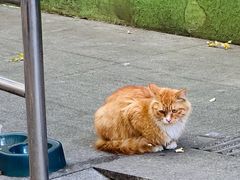 -大益烤鸡