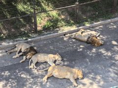 -大连森林动物园