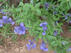 -松山湖梦幻百花洲