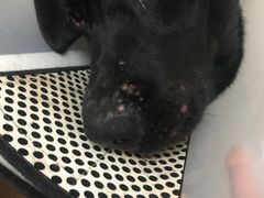 -瑞派福兴宠物医院犬猫全科·骨科·中西医结合(河东店)