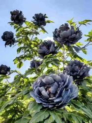 -产后帮产后修复(首城国际店)