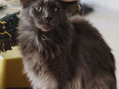-平行世界·猫咖(首经贸店)