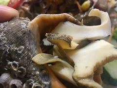 -程友记小海鲜·烧烤(马狮店)