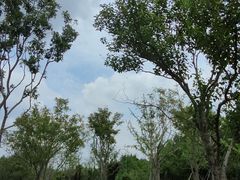 -昆山城市生态森林公园